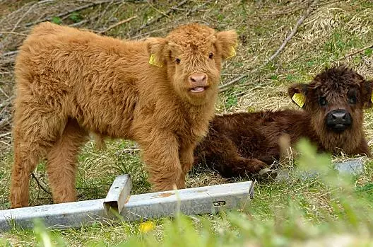I nostri cuccioli, tutti da coccolare