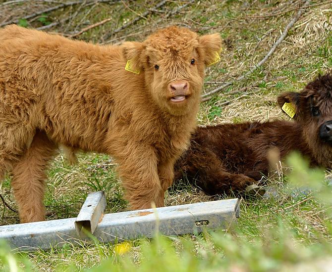 I nostri cuccioli, tutti da coccolare