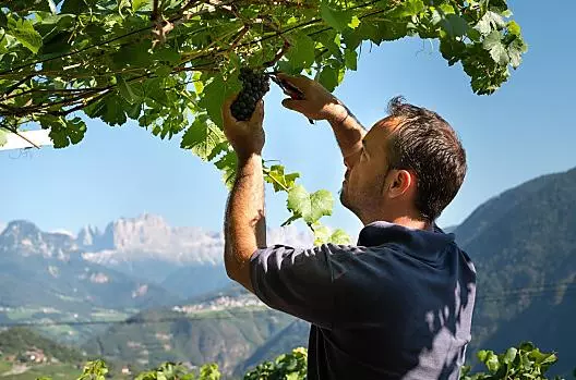 Georg durante la vendemmia, con un tempo autunnale splendido e uno sfondo montano da sogno (il Catinaccio sullo sfondo).