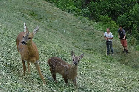 Cervi durante la finagione