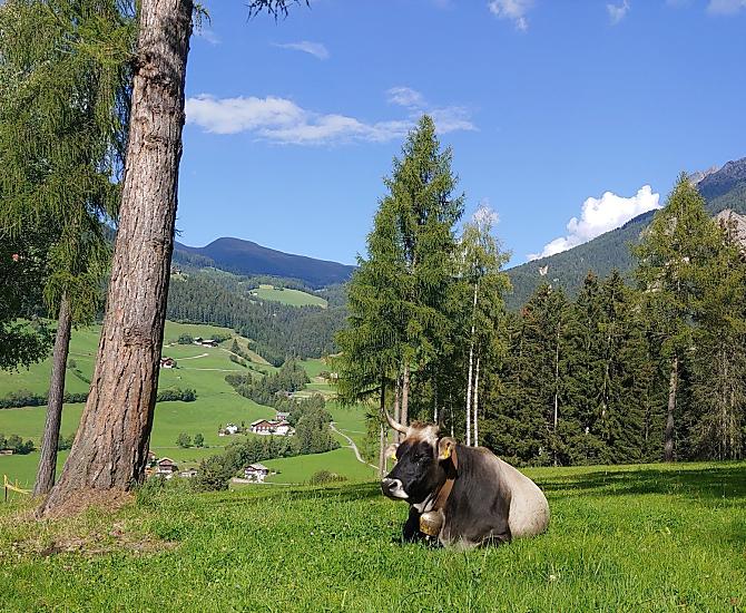 Prato di larici