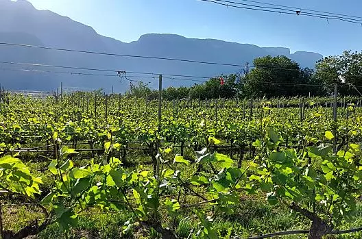 La nostra tenuta vinicola con vista sulla Costiera della Mendola