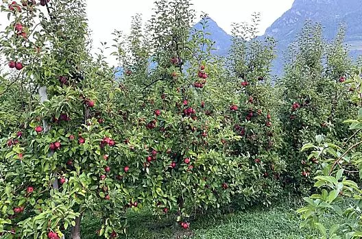È il momento di raccogliere la varietà Morgenduft