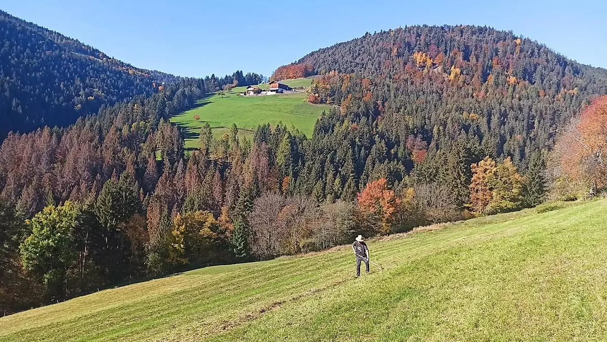 Patrick durante la raccolta del fieno
