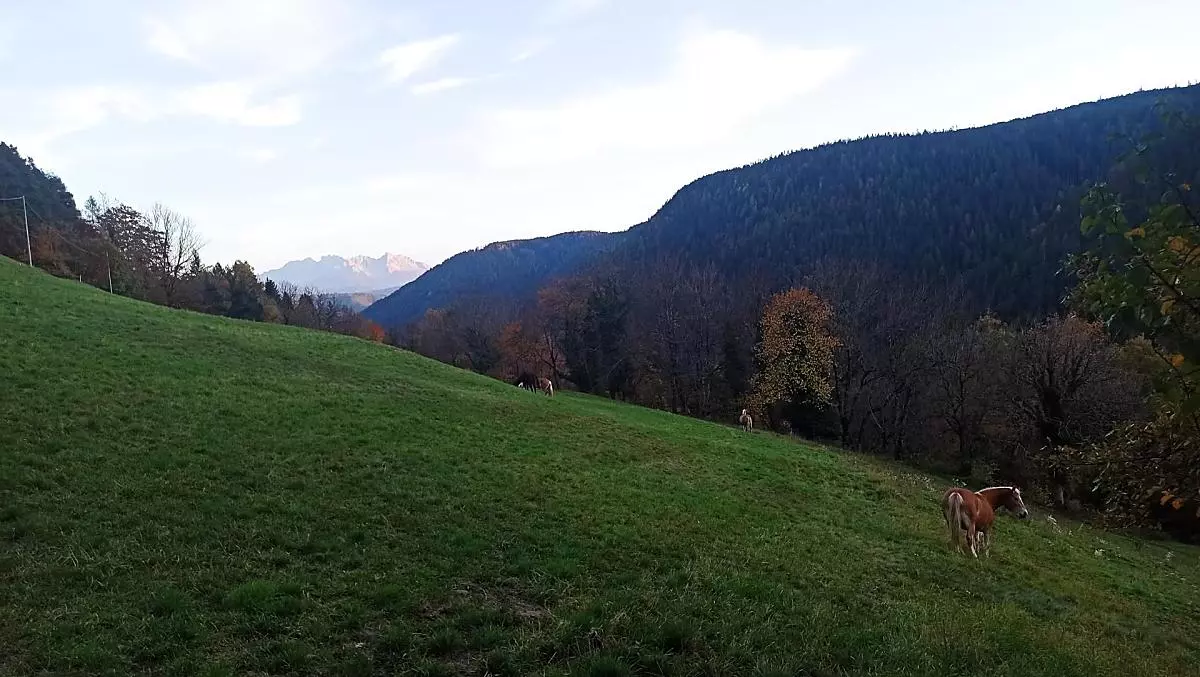 I nostri cavalli al pascolo