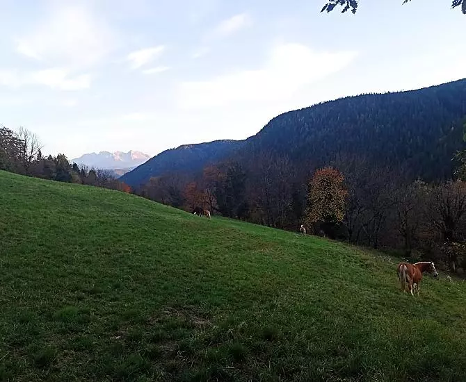 I nostri cavalli al pascolo