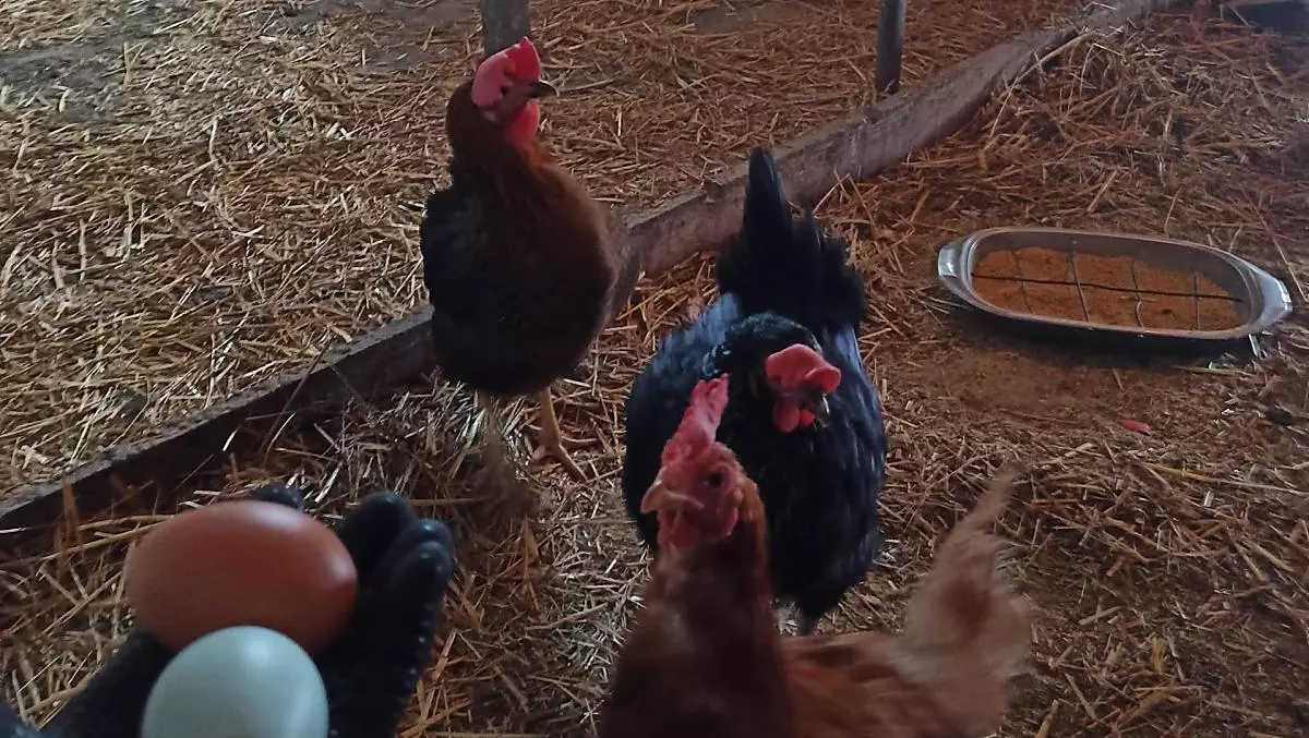 Le nostre galline ci forniscono ogni giorno uova fresche