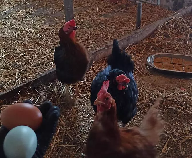 Le nostre galline ci forniscono ogni giorno uova fresche