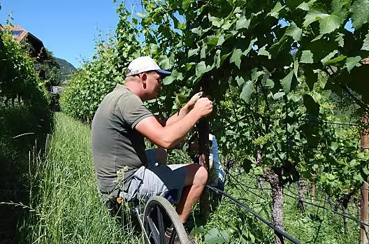 Durante l'estate, il contadino Georg lavora nei vigneti per la potatura delle viti. Chiunque voglia è benvenuto ad aiutarlo.