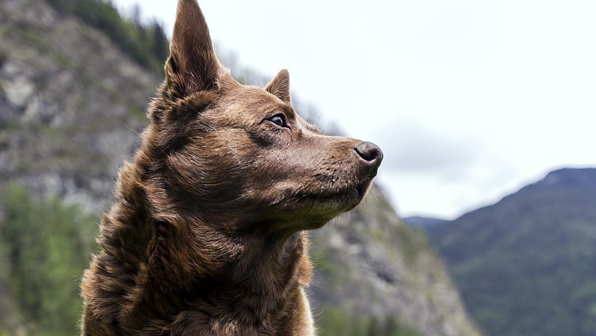 Il cane Emma
