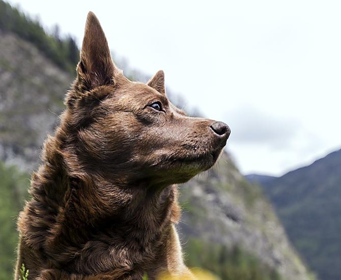 Il cane Emma