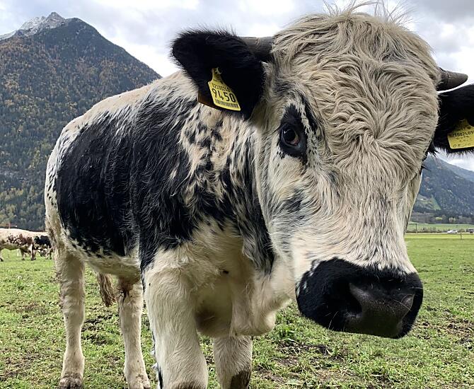Sprinzen della Val Pusteria