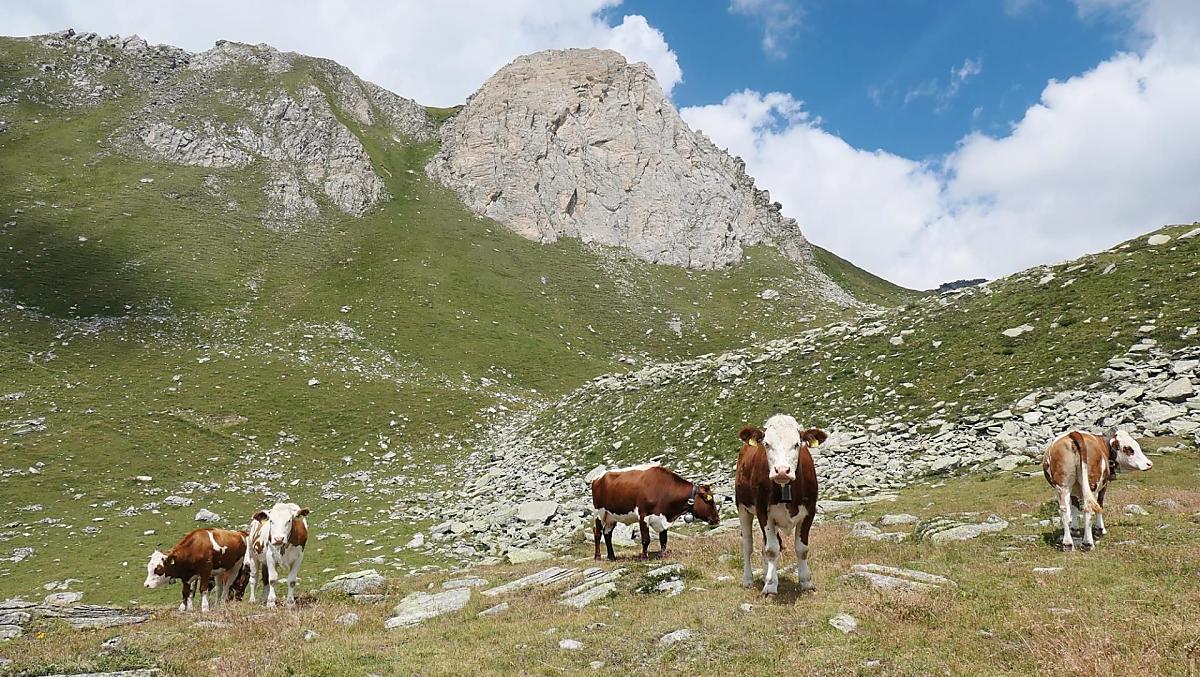 I giovani bovini trascorrono l'estate nel nostro pascolo.