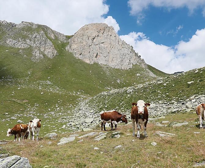 I giovani bovini trascorrono l'estate nel nostro pascolo.
