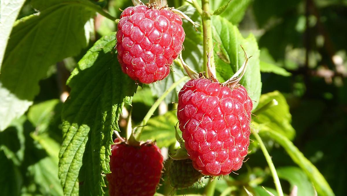 Frutti rossi del nostro giardino