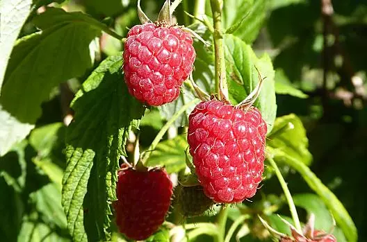 Frutti rossi del nostro giardino
