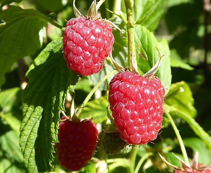 Frutti rossi del nostro giardino