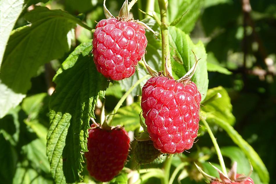 Frutti rossi del nostro giardino