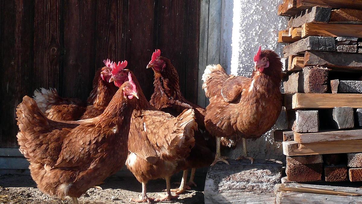 Le galline ci forniscono uova fresche