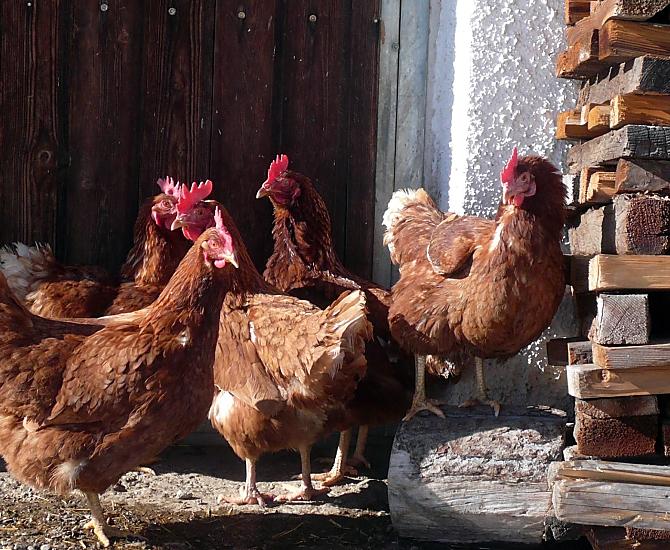 Le galline ci forniscono uova fresche