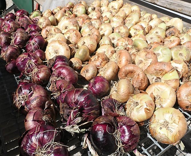 La raccolta autunnale delle cipolle