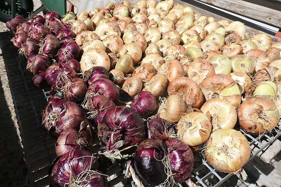 La raccolta autunnale delle cipolle