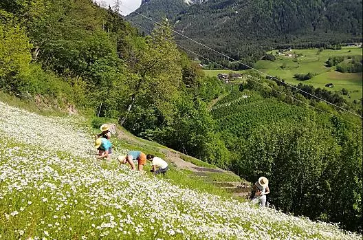 Durante la raccolta della camomilla
