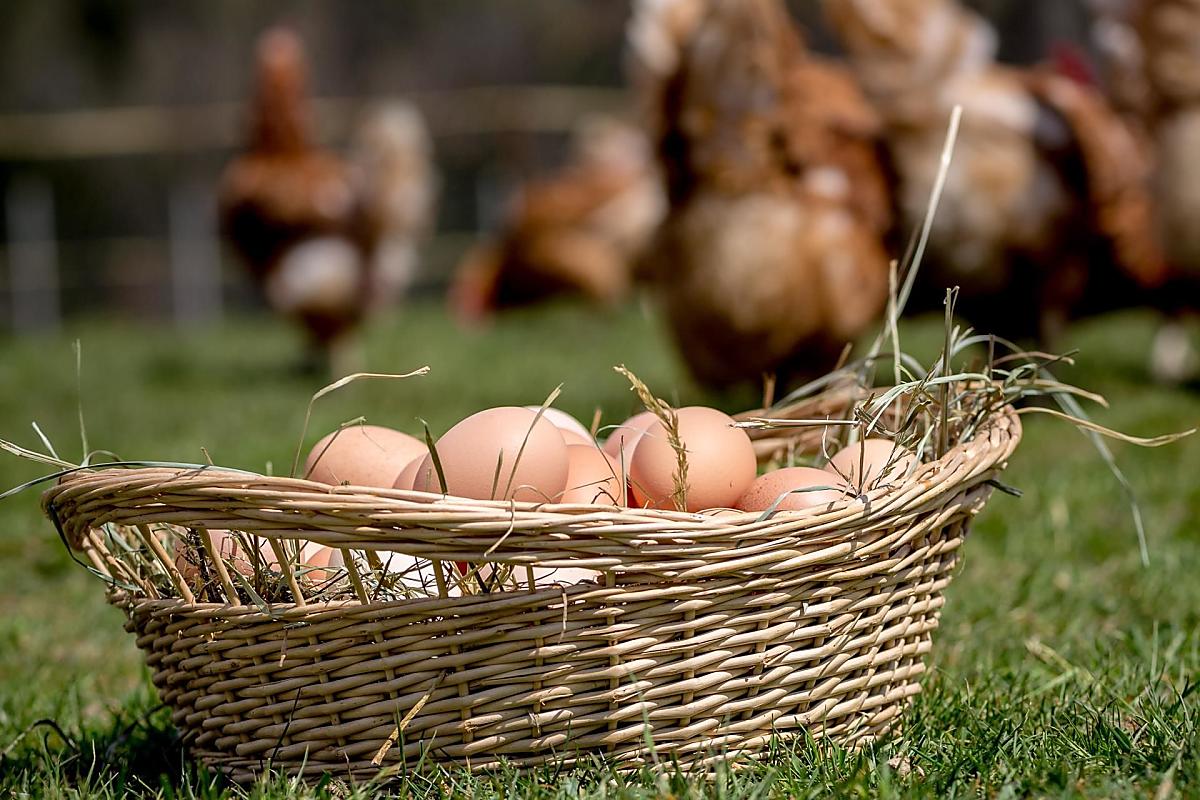 Frische Eier mit Güteklasse A