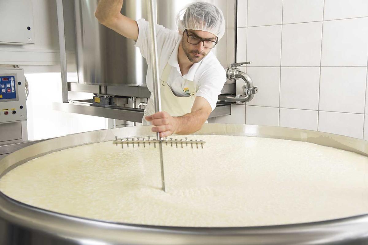 Die erwärmte Milch wird mit Milchsäurebakterien und Lab vermischt 