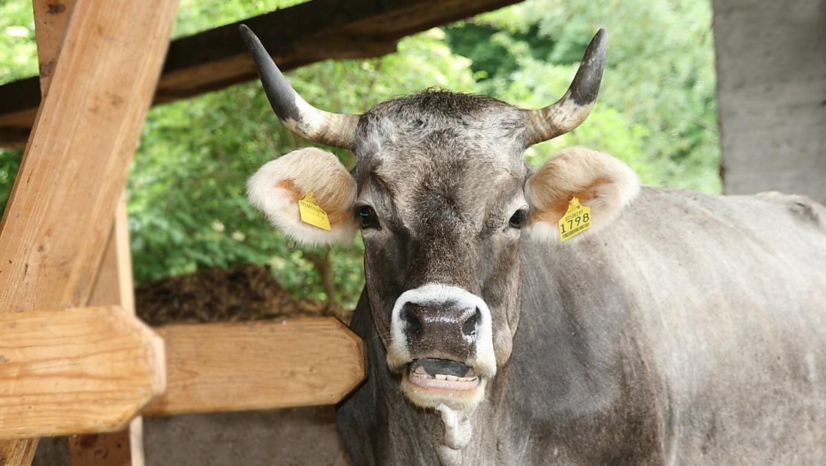 Fronthof - Bildergalerie Photo