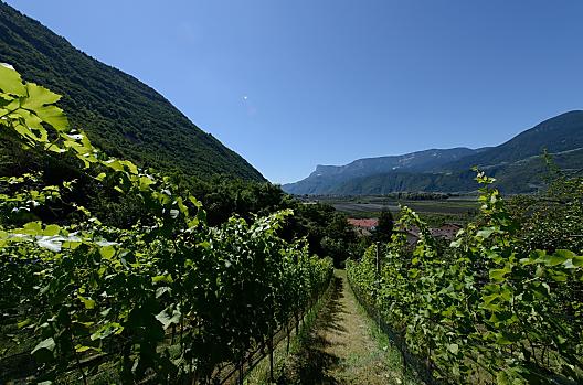 Viti