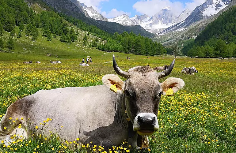 Prelibatezze dai masi di montagna dell'Alto Adige