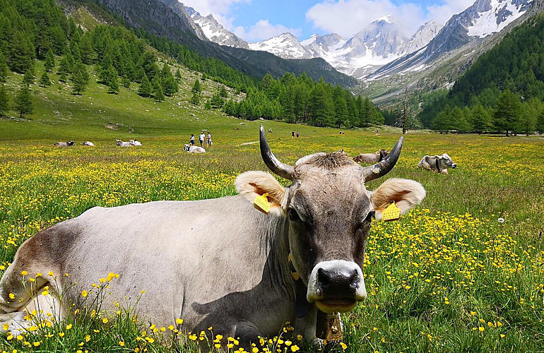 Prelibatezze dai masi di montagna dell'Alto Adige