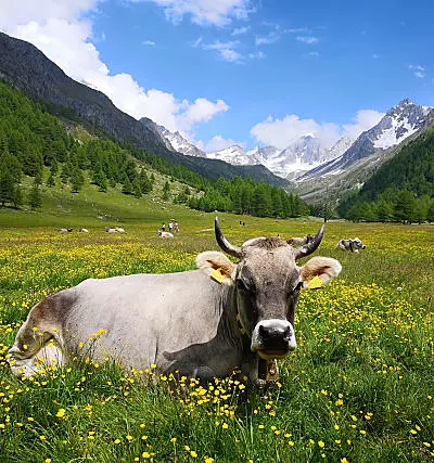 Prelibatezze dai masi di montagna dell'Alto Adige 