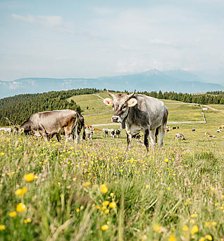 Prelibatezze dai masi di montagna dell'Alto Adige 
