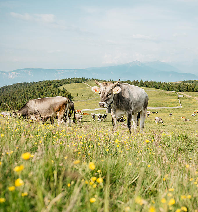 Prelibatezze dai masi di montagna dell'Alto Adige 
