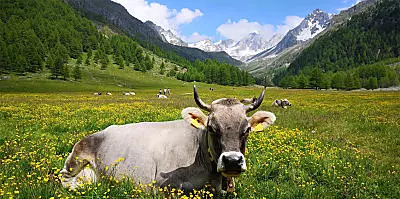 Prelibatezze dai masi di montagna dell'Alto Adige