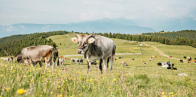 Prelibatezze dai masi di montagna dell'Alto Adige