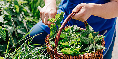 La natura dell'Alto Adige in cucina