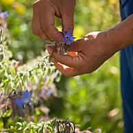La natura dell'Alto Adige in cucina