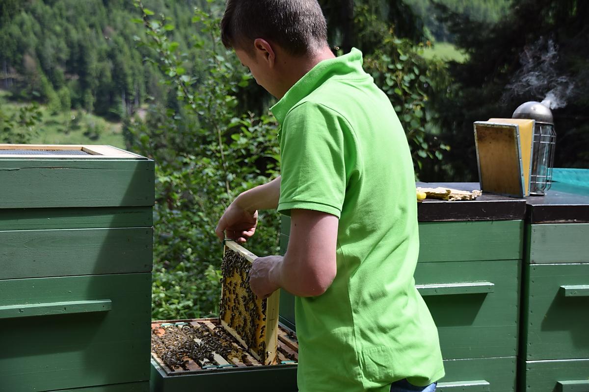Die Waben samt Honig werden dem Bienenstock entnommen