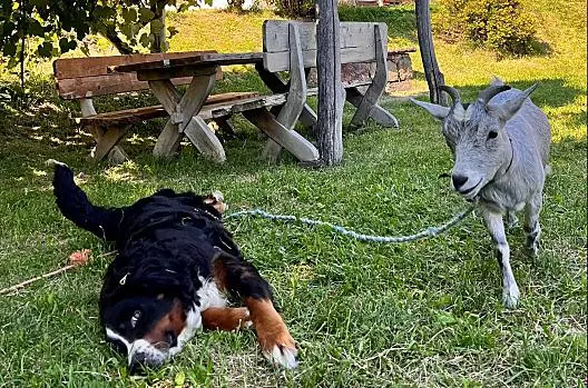 Il cane del maso Nelly e la capra Mackie