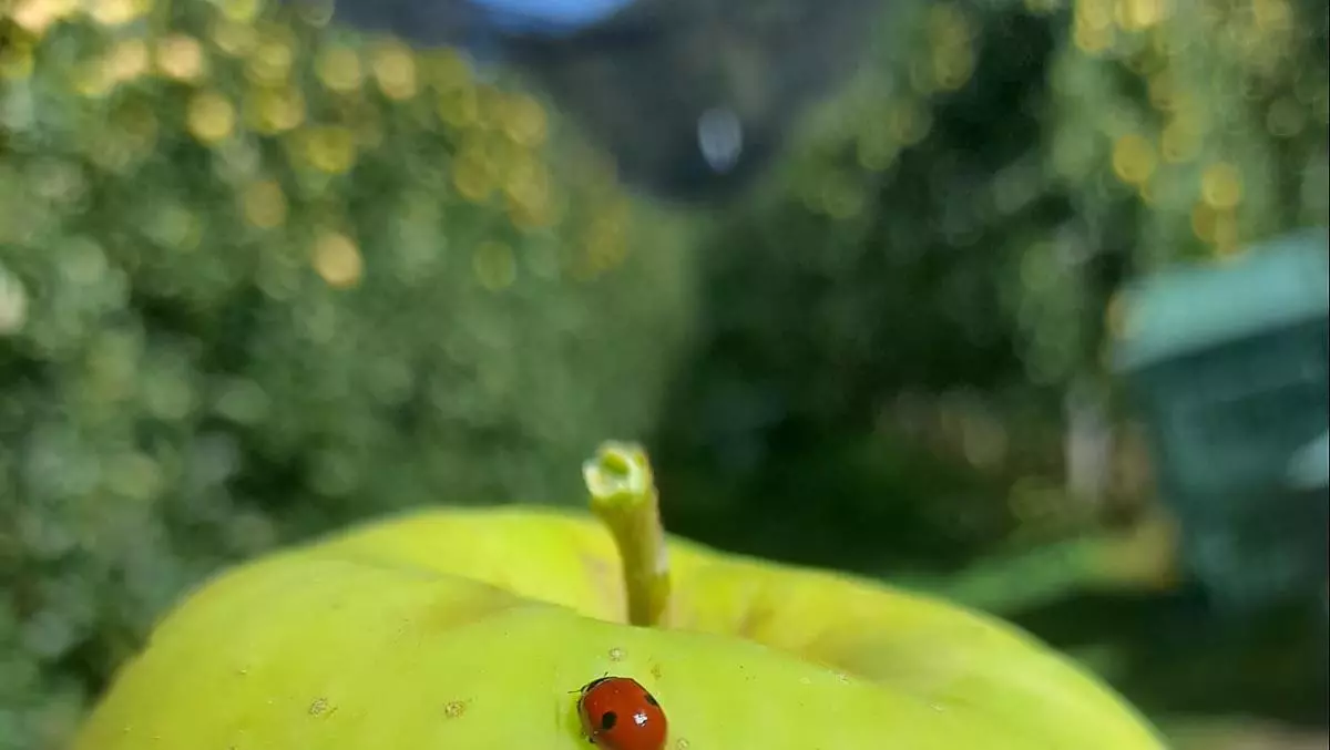 La raccolta delle mele