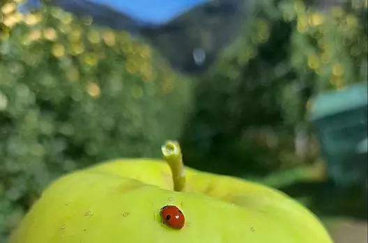 La raccolta delle mele