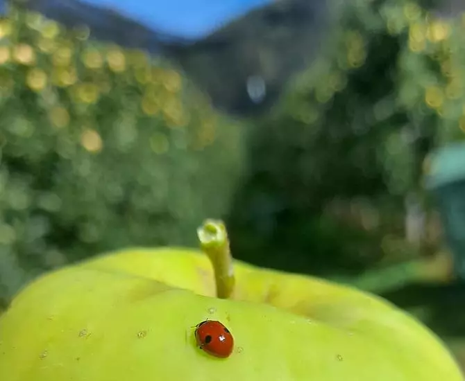 La raccolta delle mele