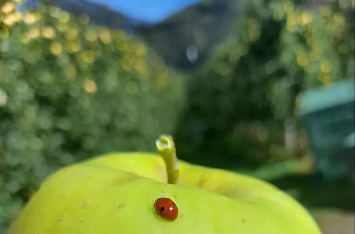 La raccolta delle mele