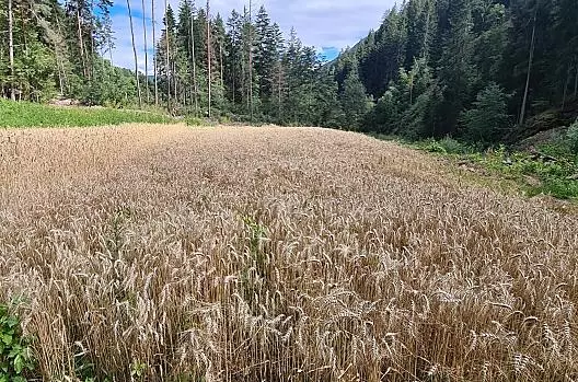 Campo di grano