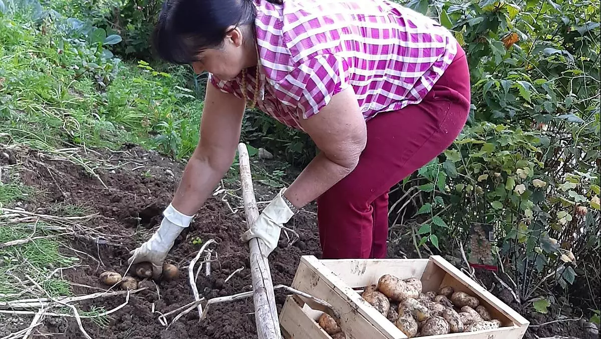 La contadina Elisabeth durante la raccolta delle patate in autunno.