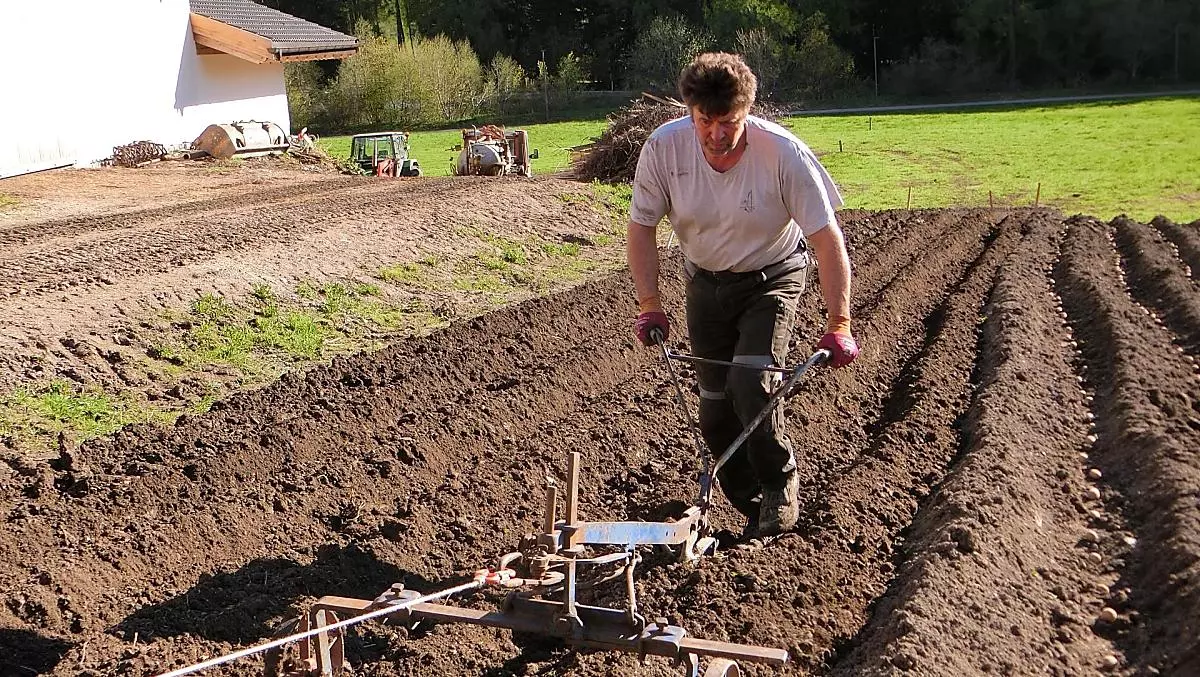 Preparare il campo di patate