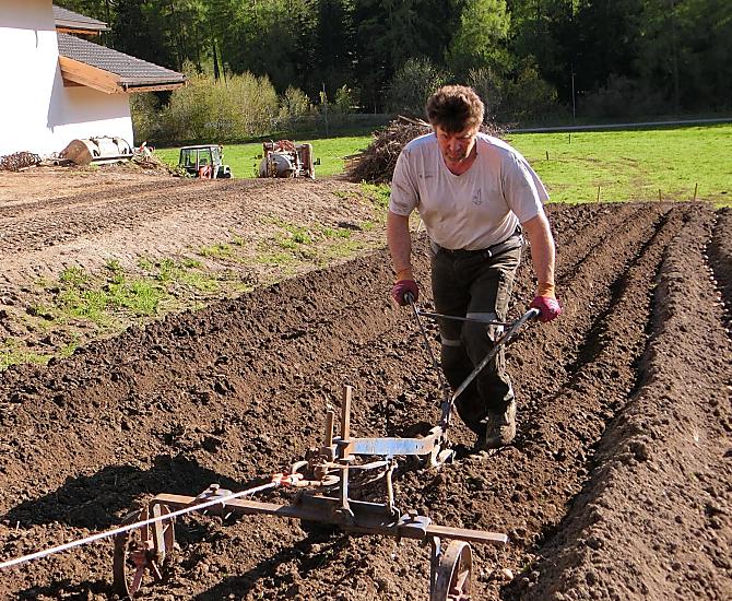 Preparare il campo di patate
